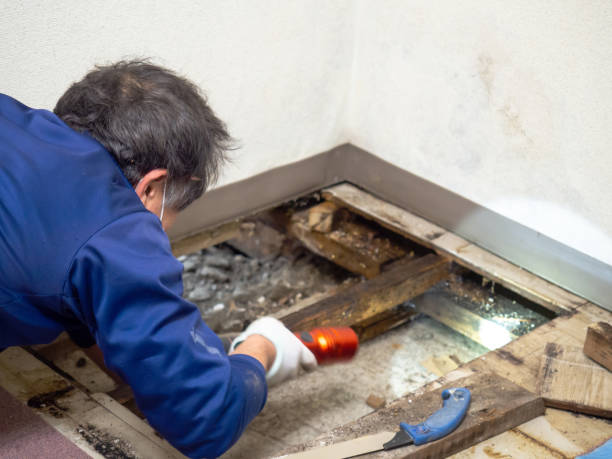 Best Best Mold Removal Companies  in Hope Valley, RI