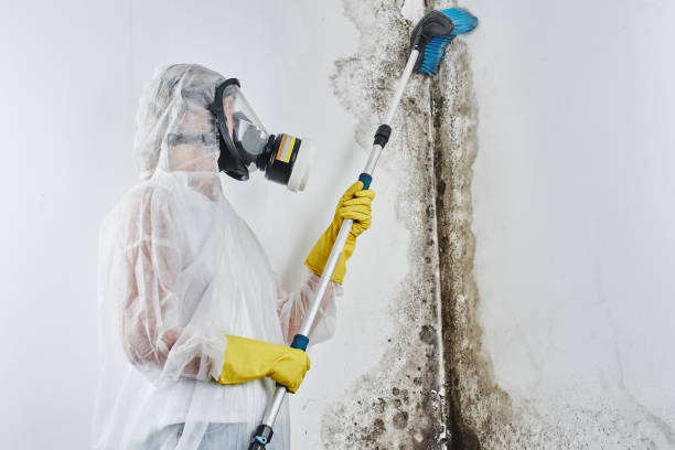 Best Mold Testing and Removal  in Hope Valley, RI