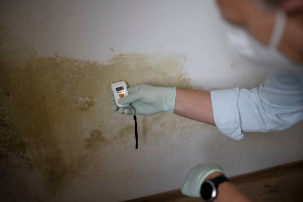 Best Fast Mold Removal  in Hope Valley, RI