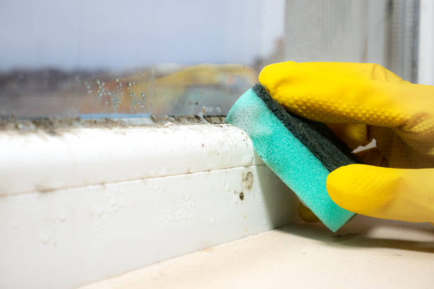 Best Office Mold Removal Services  in Hope Valley, RI