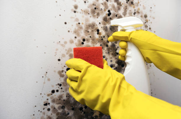 Best Black Mold Removal  in Hope Valley, RI
