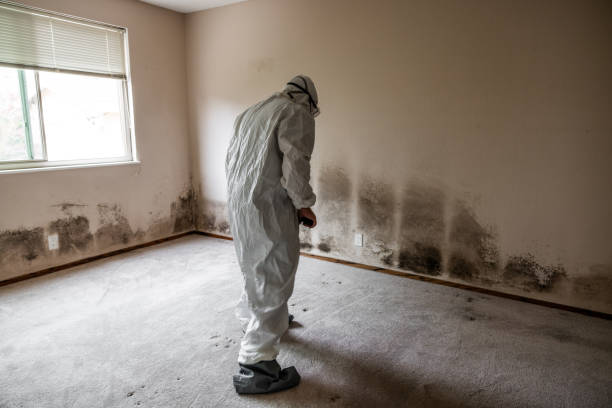 Best Attic Mold Removal  in Hope Valley, RI