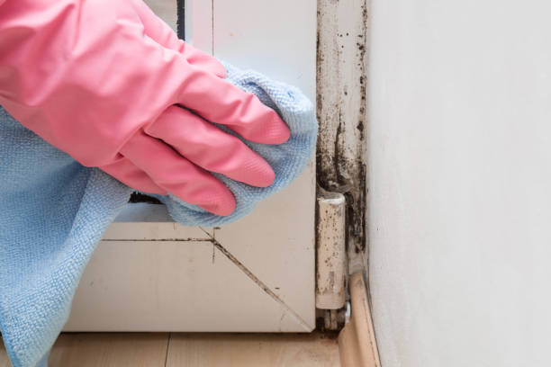 Best Attic Mold Removal  in Hope Valley, RI